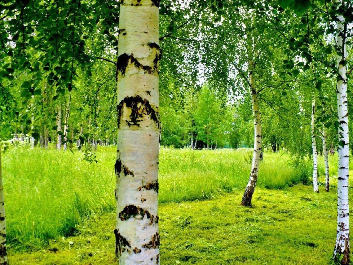 Дерево с белым стволом