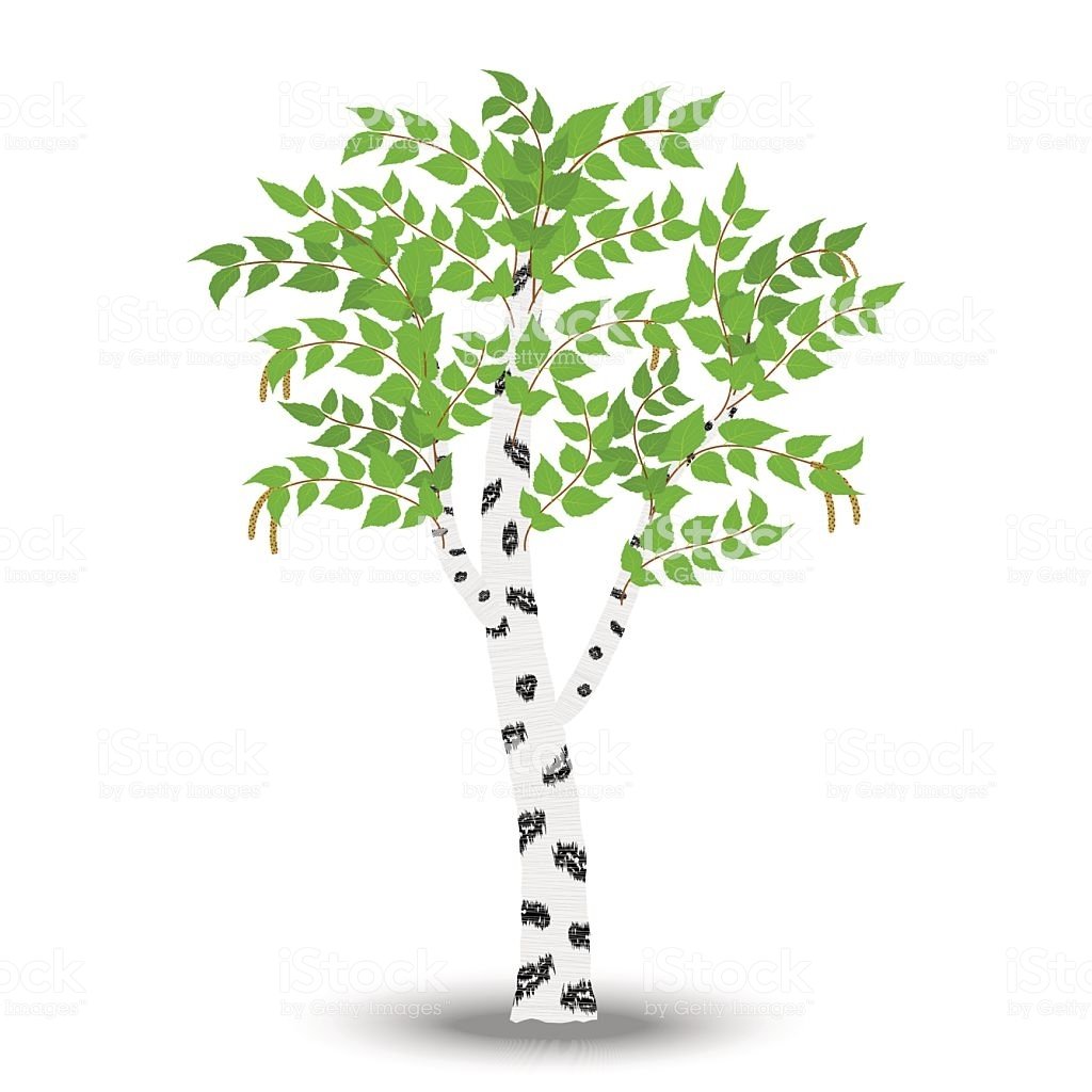 Береза без листьев