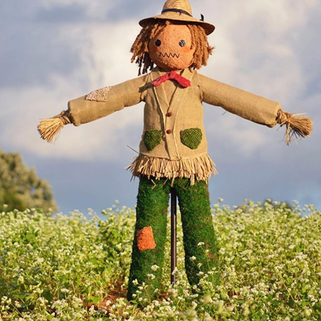 Пугало огородное на белом фоне