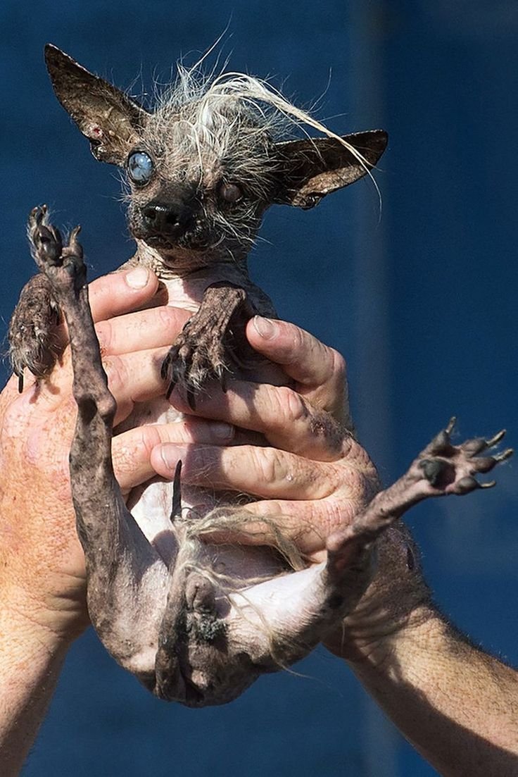 Эль чупакабра козий вампир