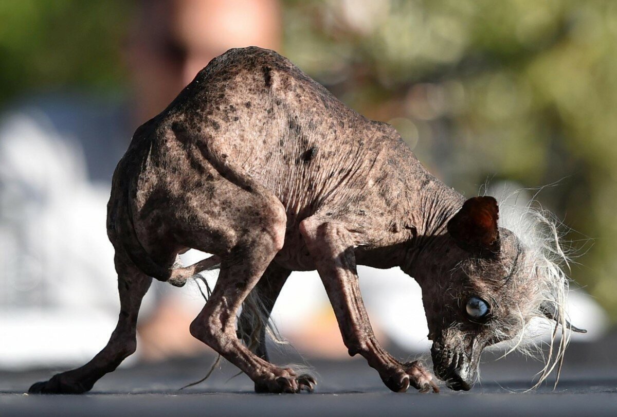 Китайская хохлатая уродливая