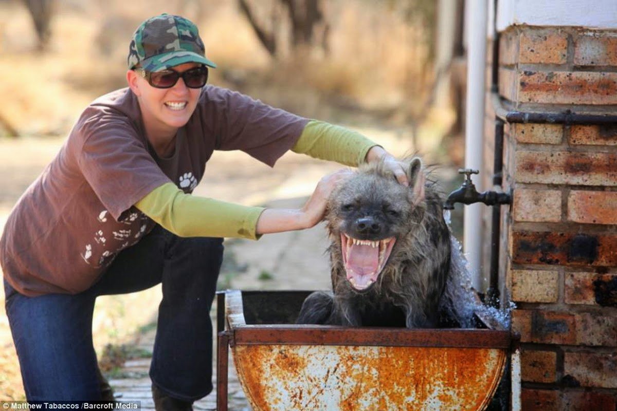 Чупакабра ужас Южной Америки