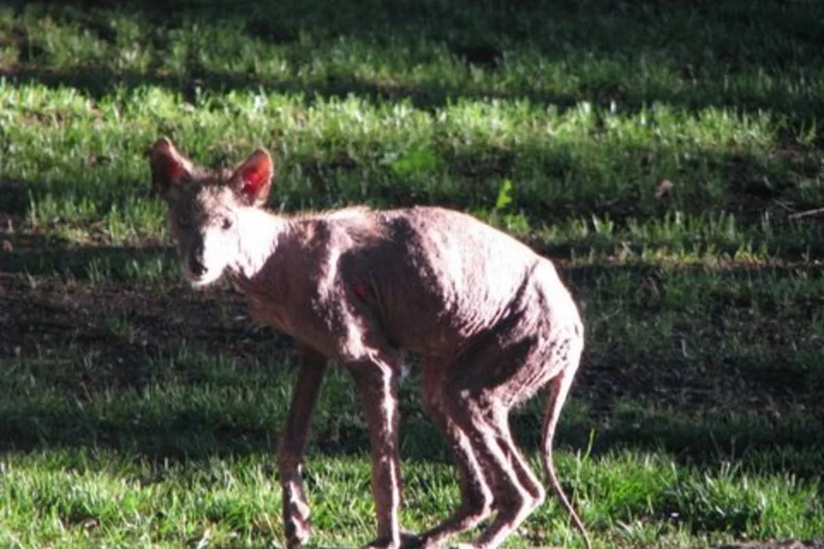 Мадагаскарская руконожка детеныш