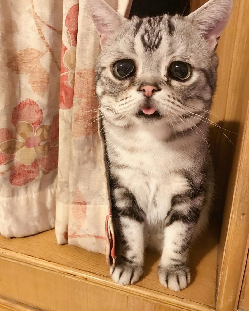 Самая грустная кошка в мире