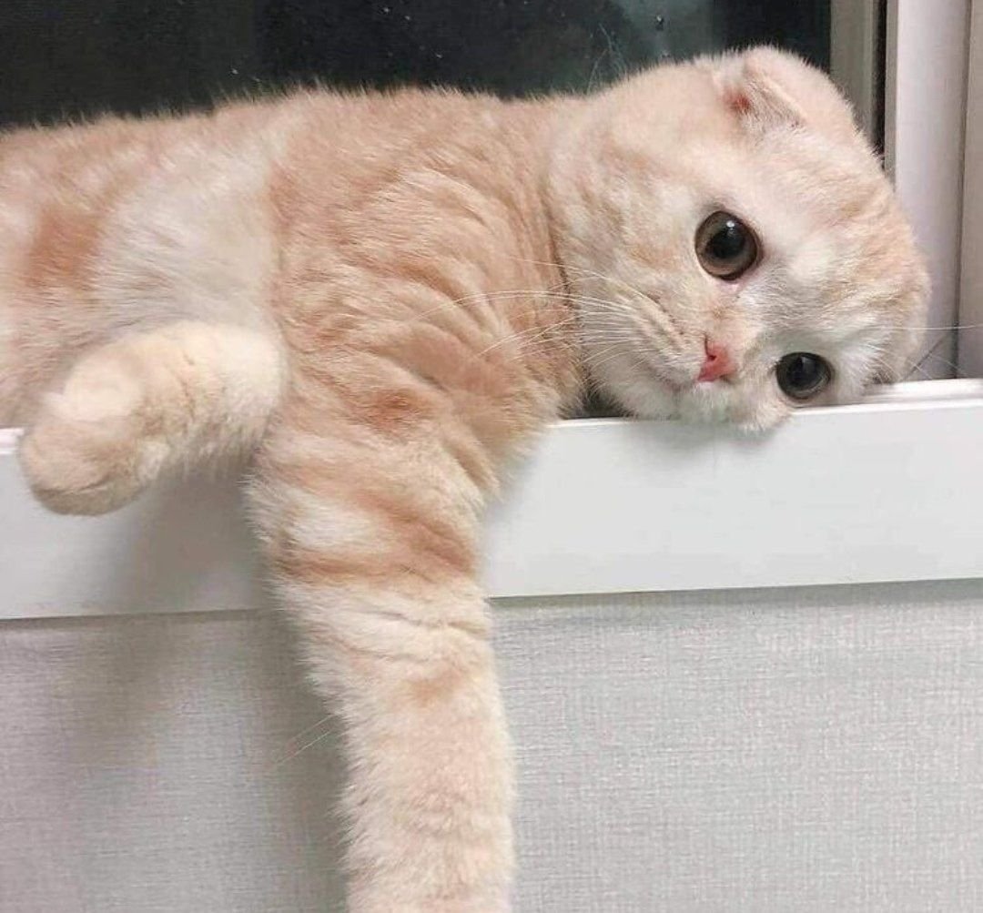 Котики Эстетика бежевый