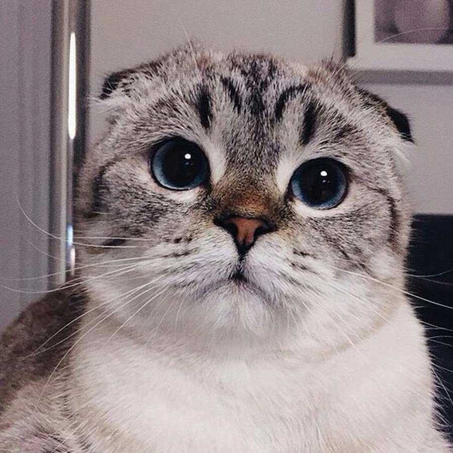 Милый Плачущий котик