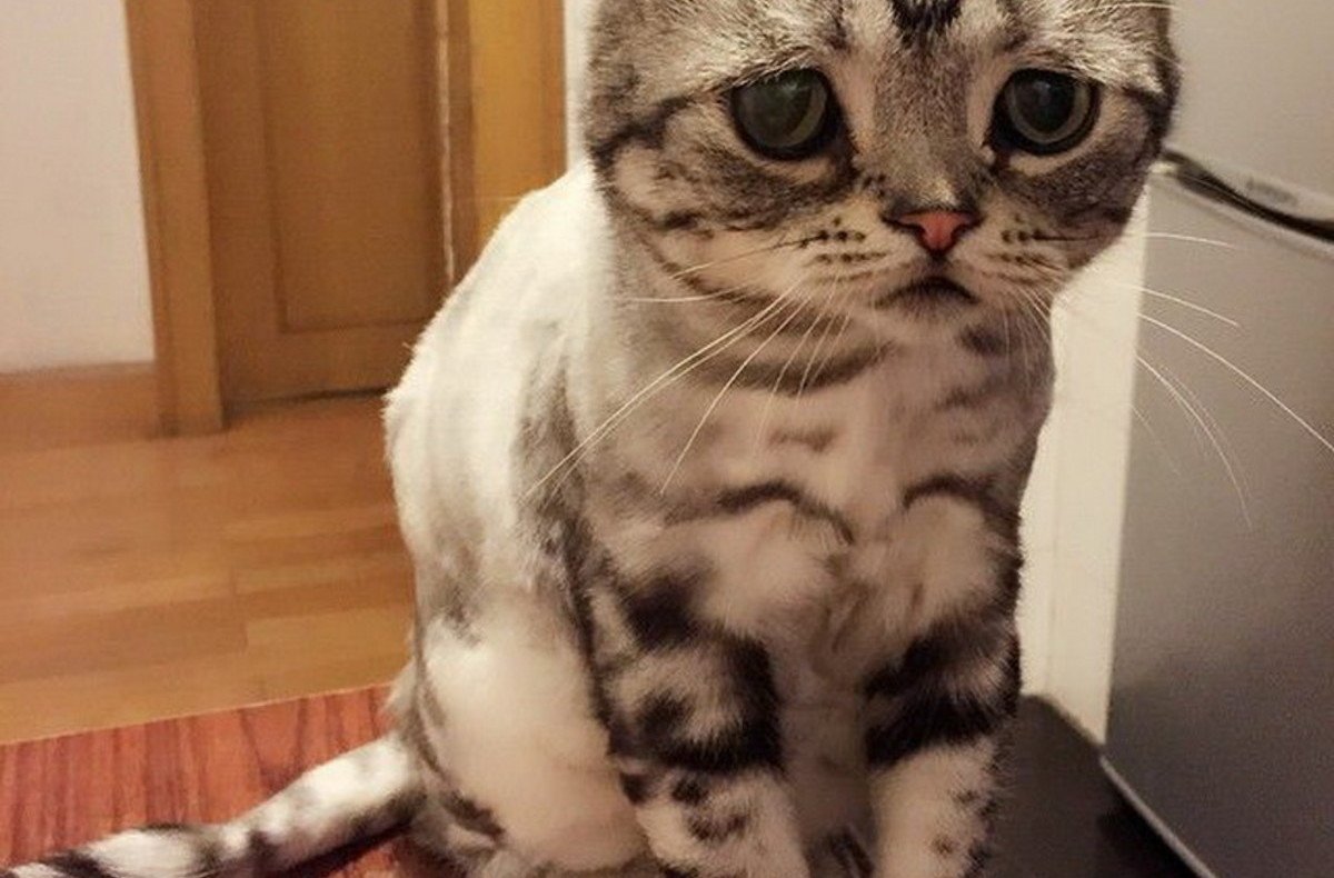 Порода кота с грустной мордой