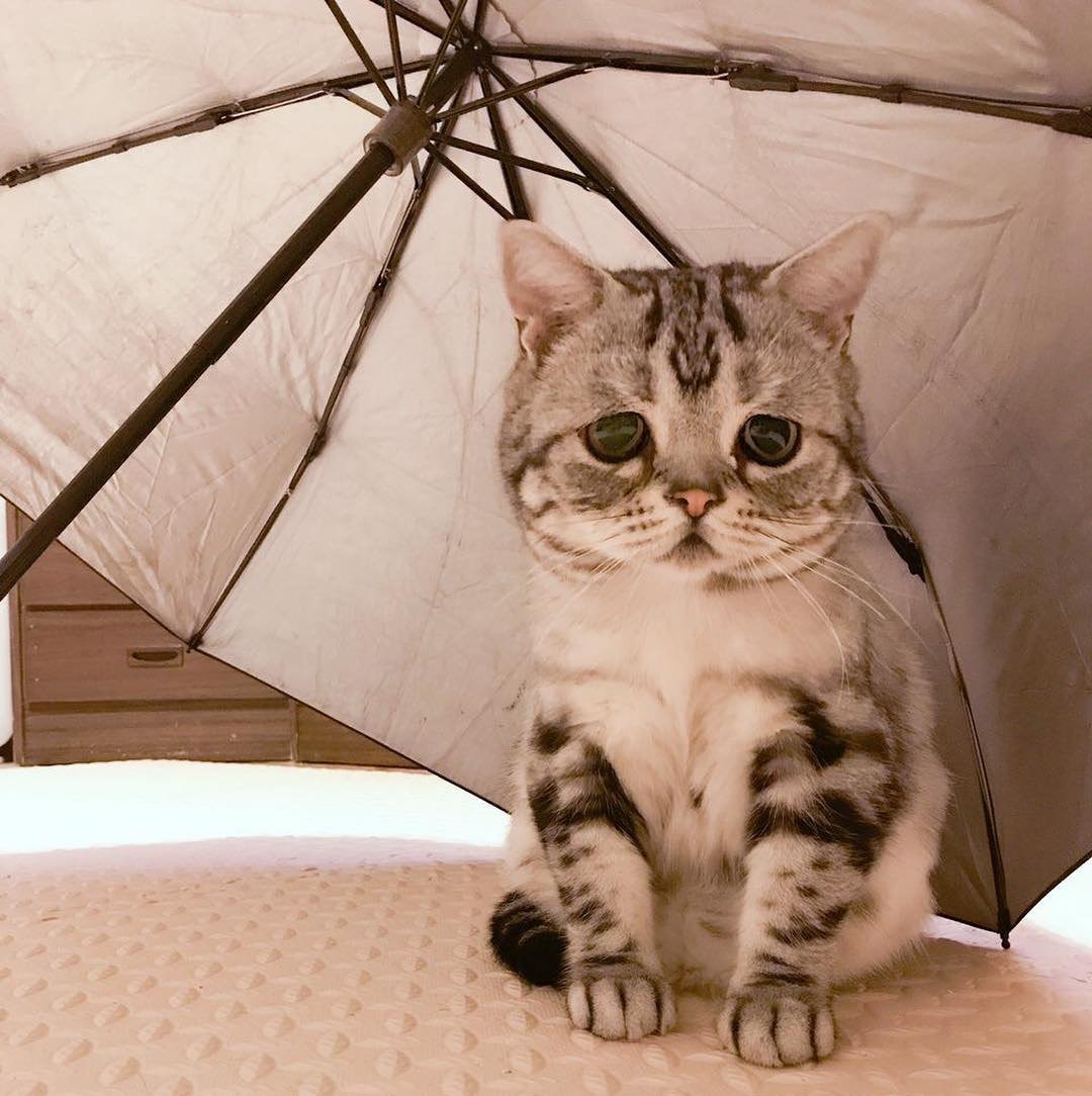 Самого грустного кота в мире
