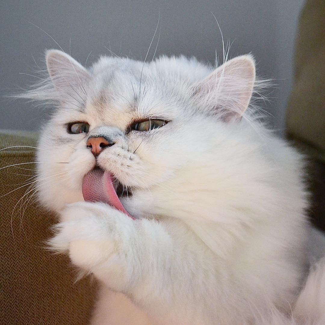 Смешные коты Эстетика