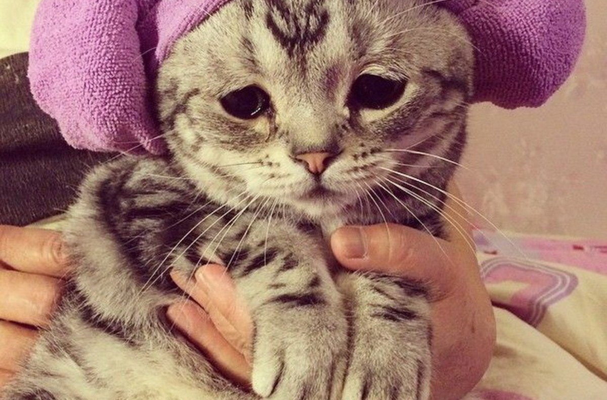 Грустная кошка