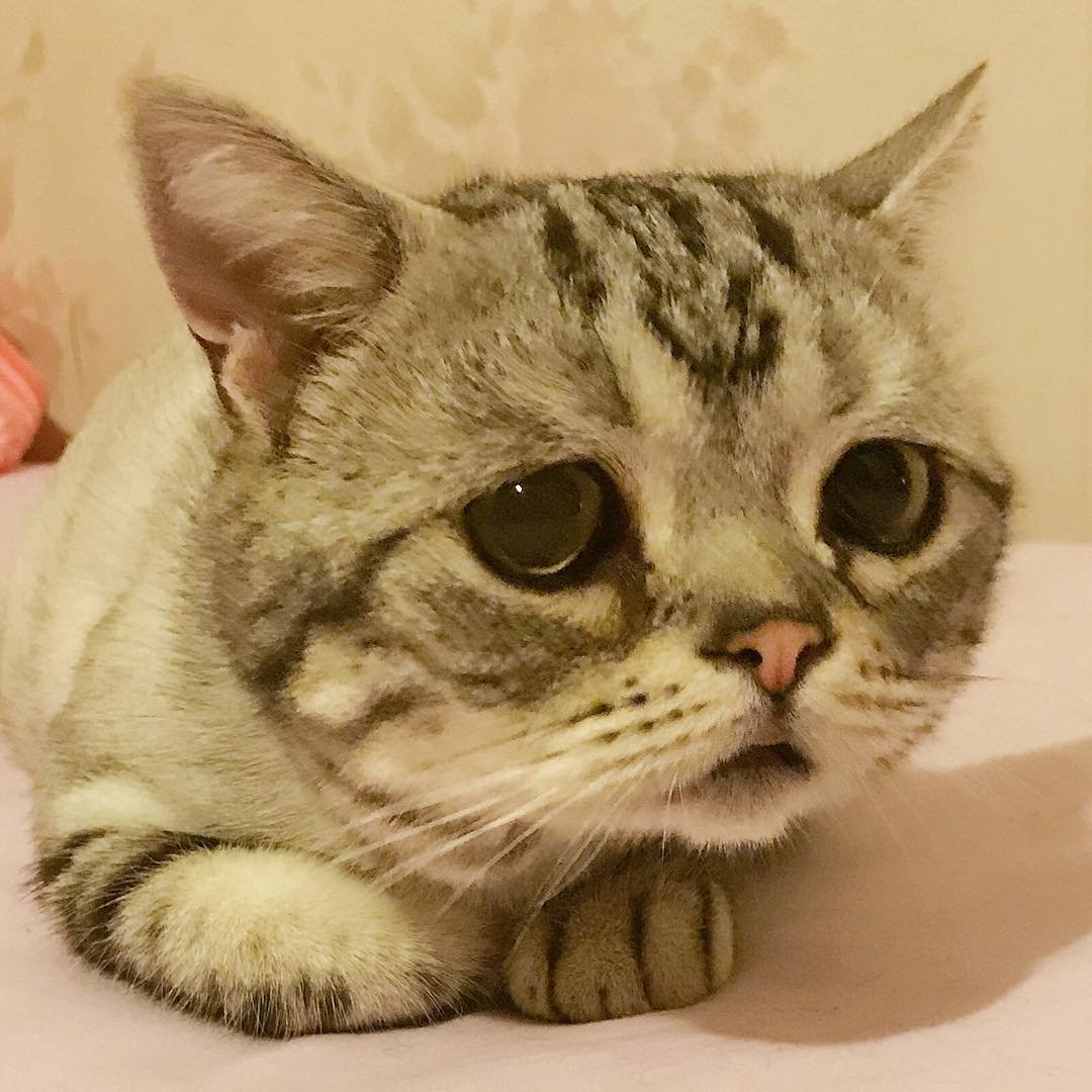 Грустный кот