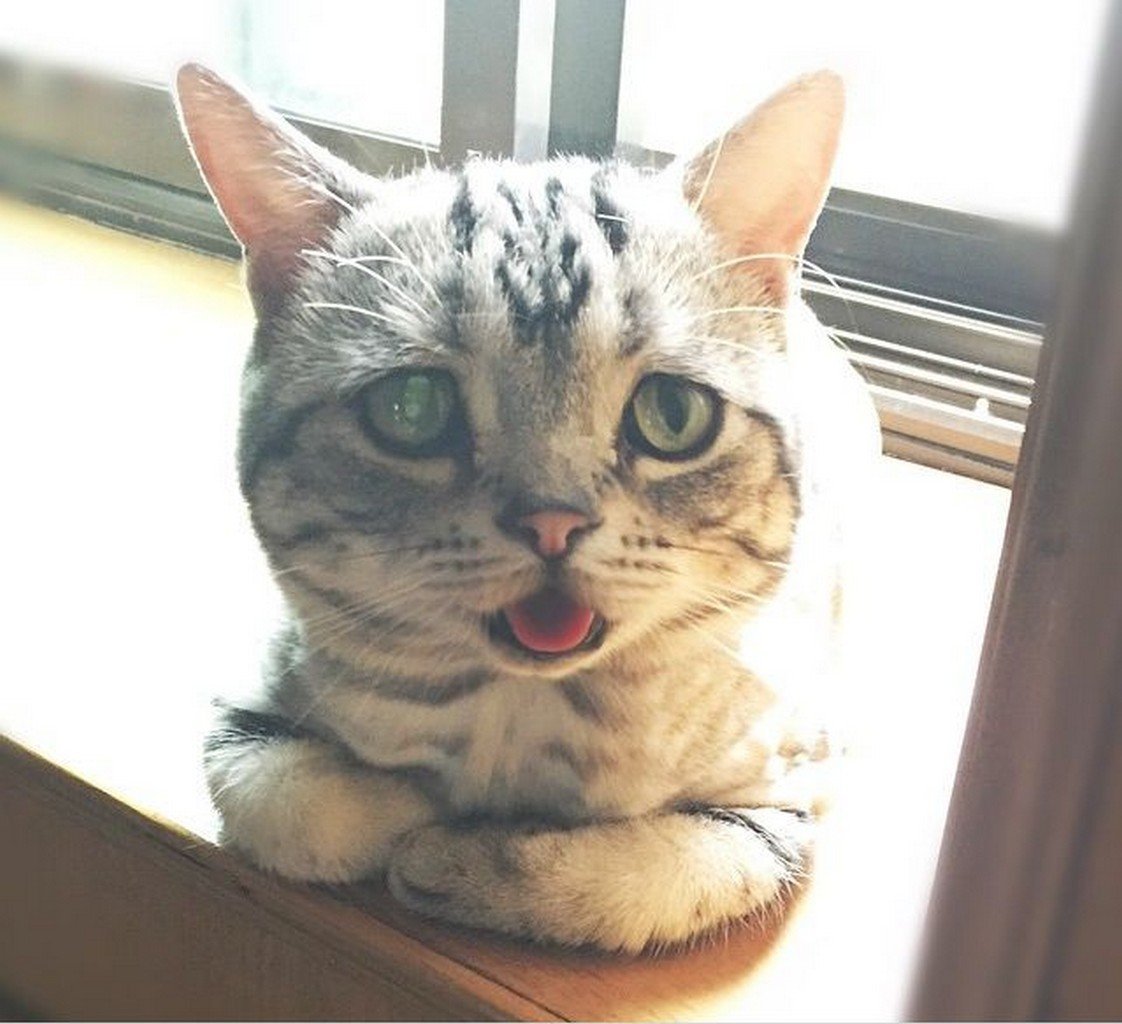 Самый грустный кот в мире