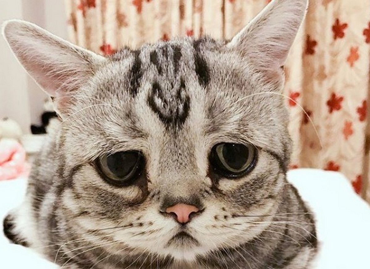 Кошка породы Луху