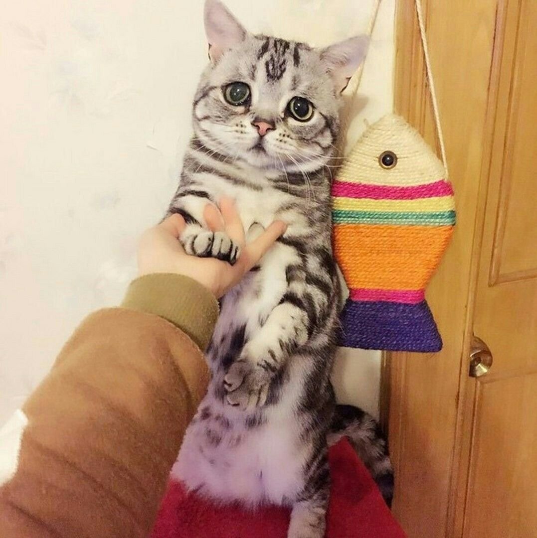 Инстаграмные кошки