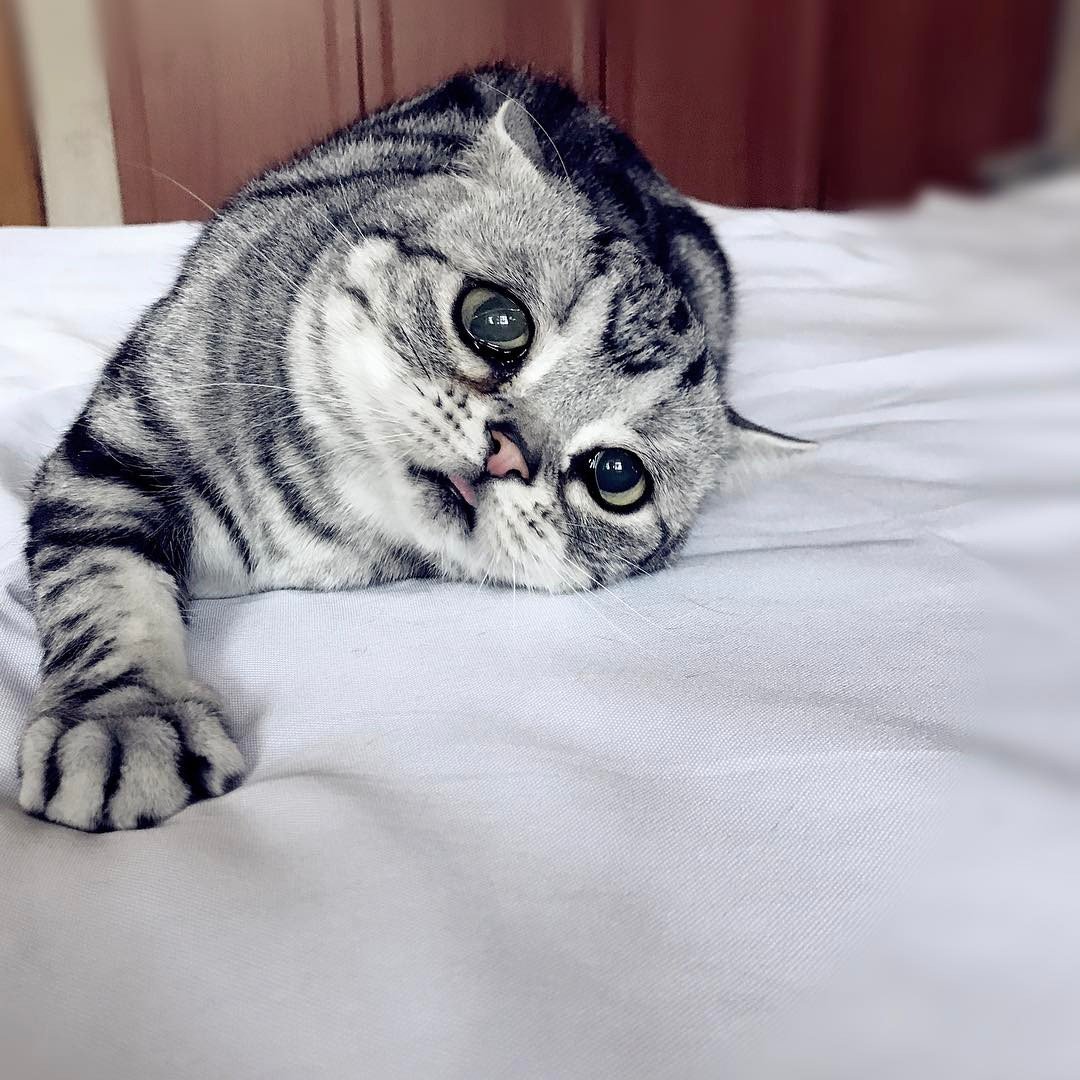 Кот с грустными глазами