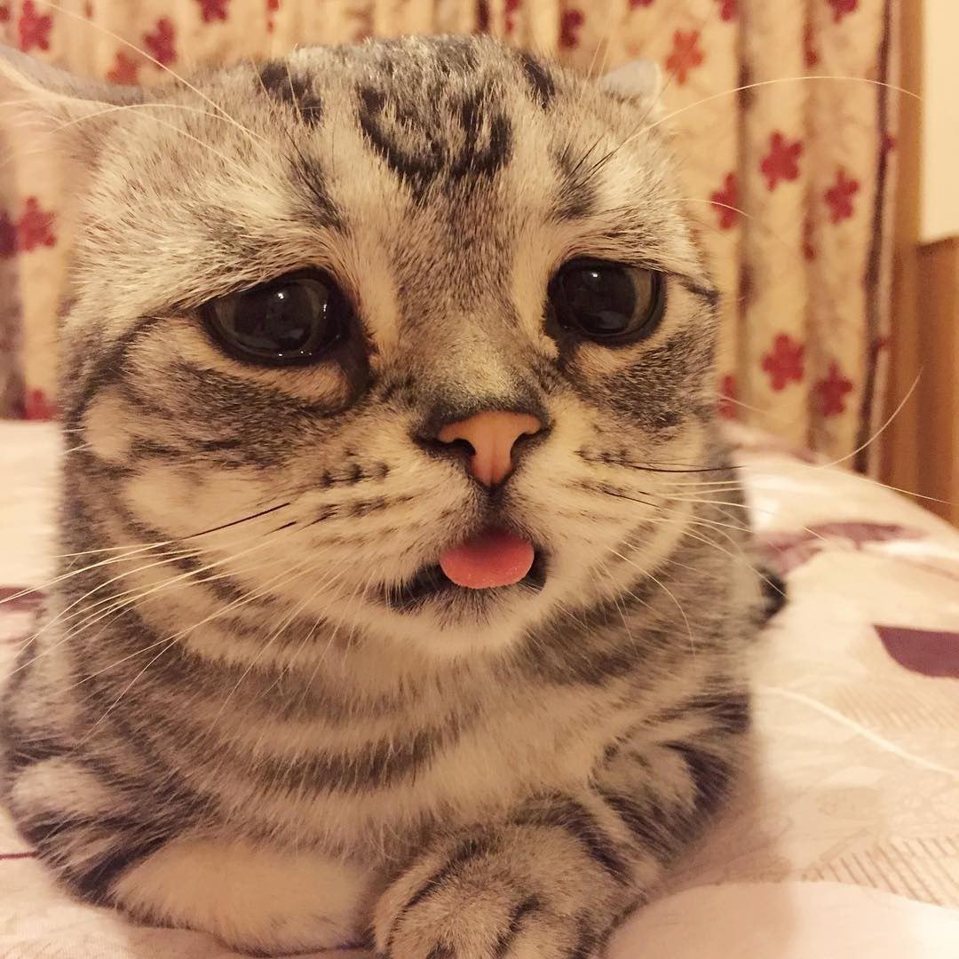 Котики грустные и милые