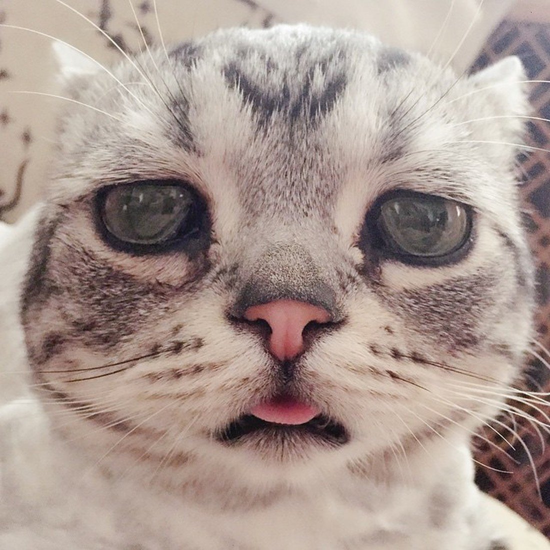 Грустный кот