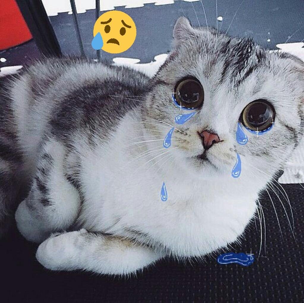 Милый котик с сердечками над головой