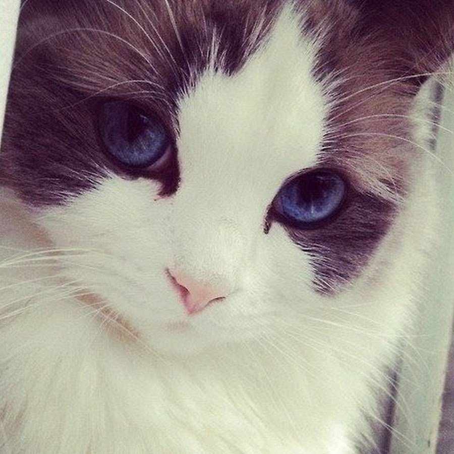 Аватар коты милые