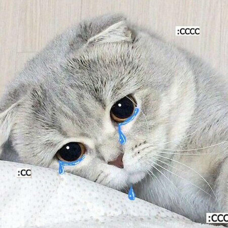 Грустный котик Эстетика