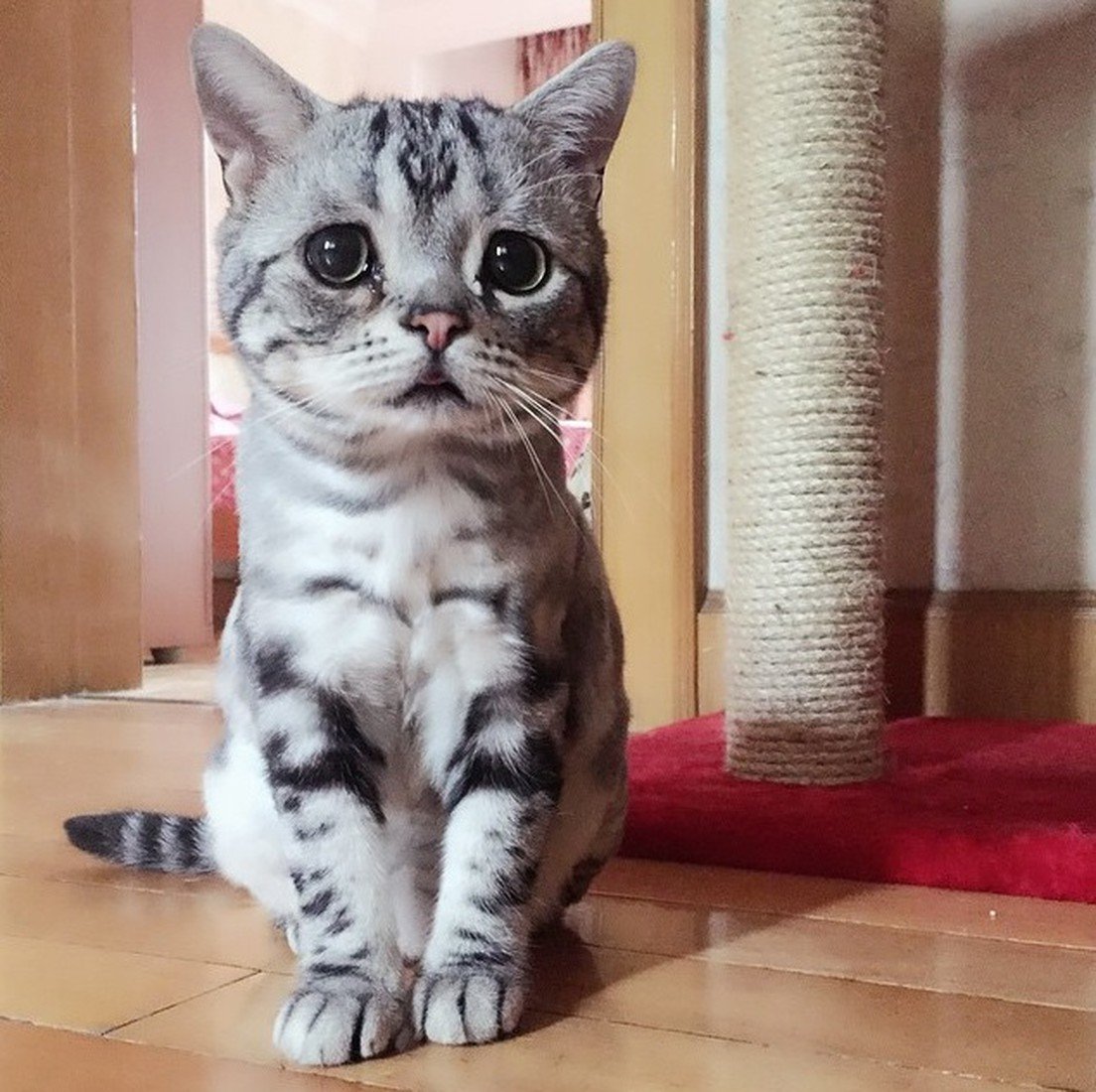 Кошка породы Луху