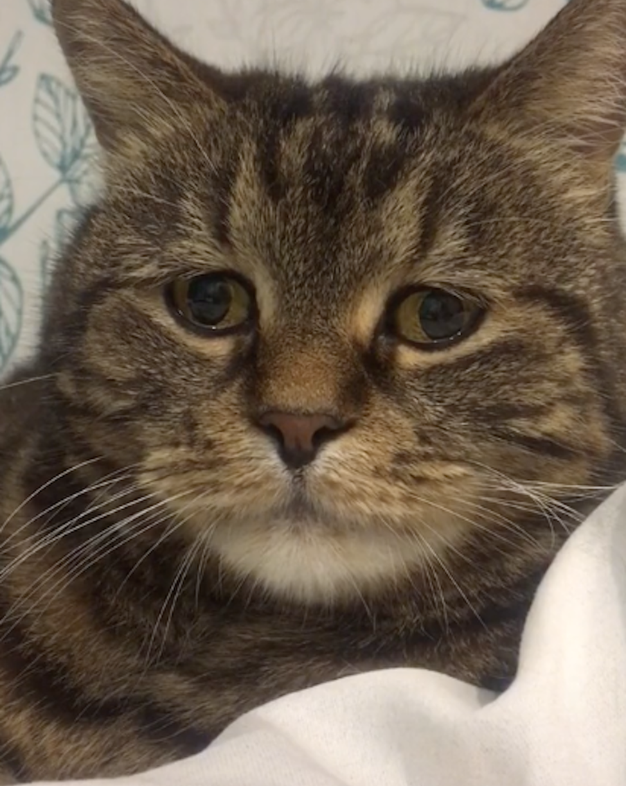 Кот Миша Мем