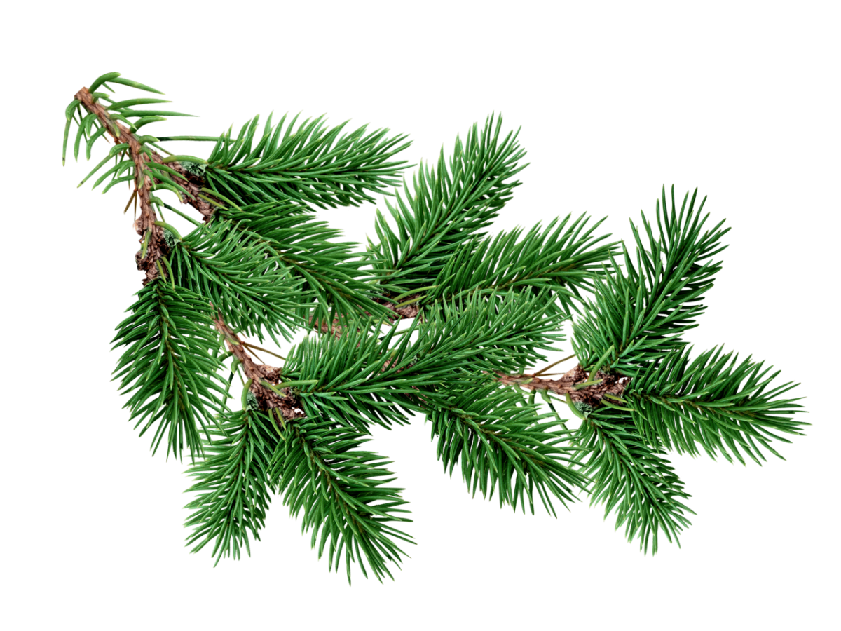 Хвойные ветки