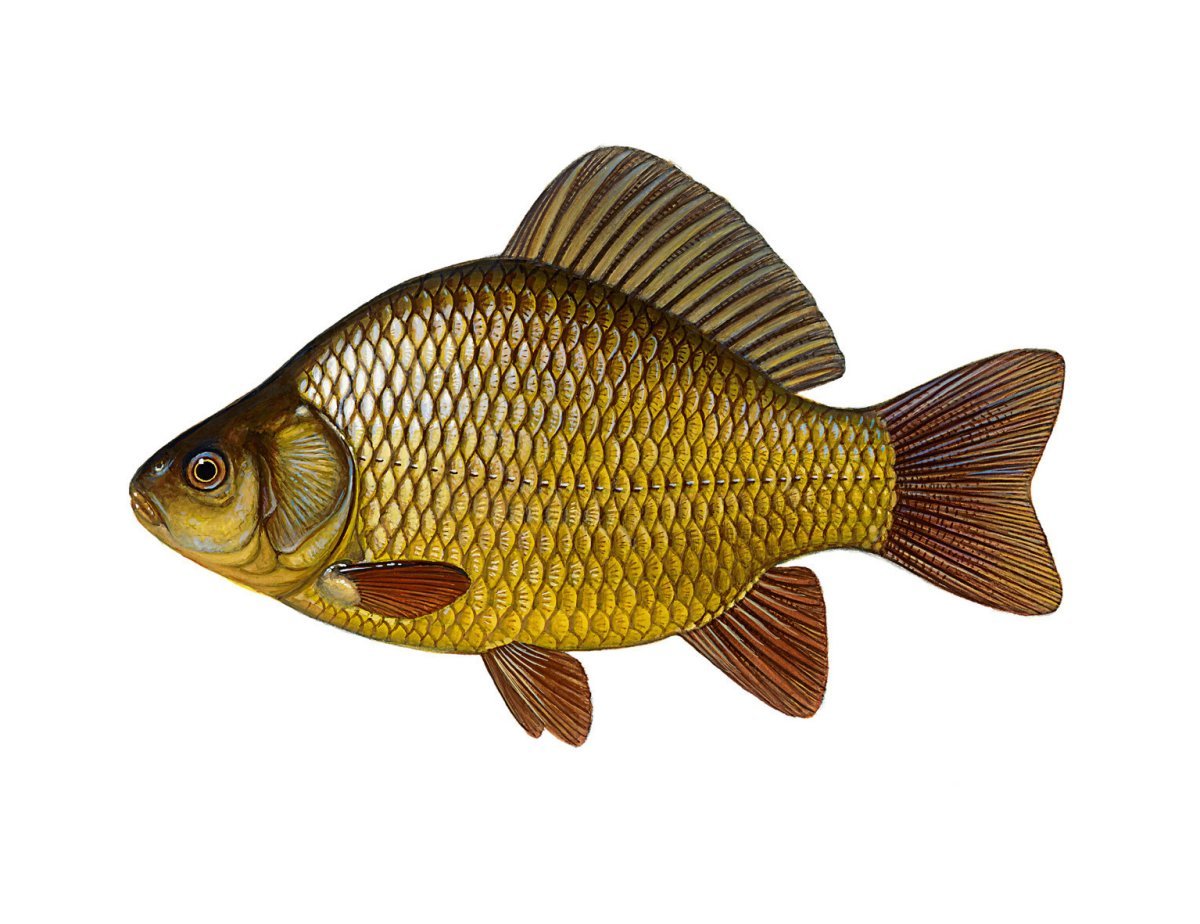 Карась (Carassius Carassius)