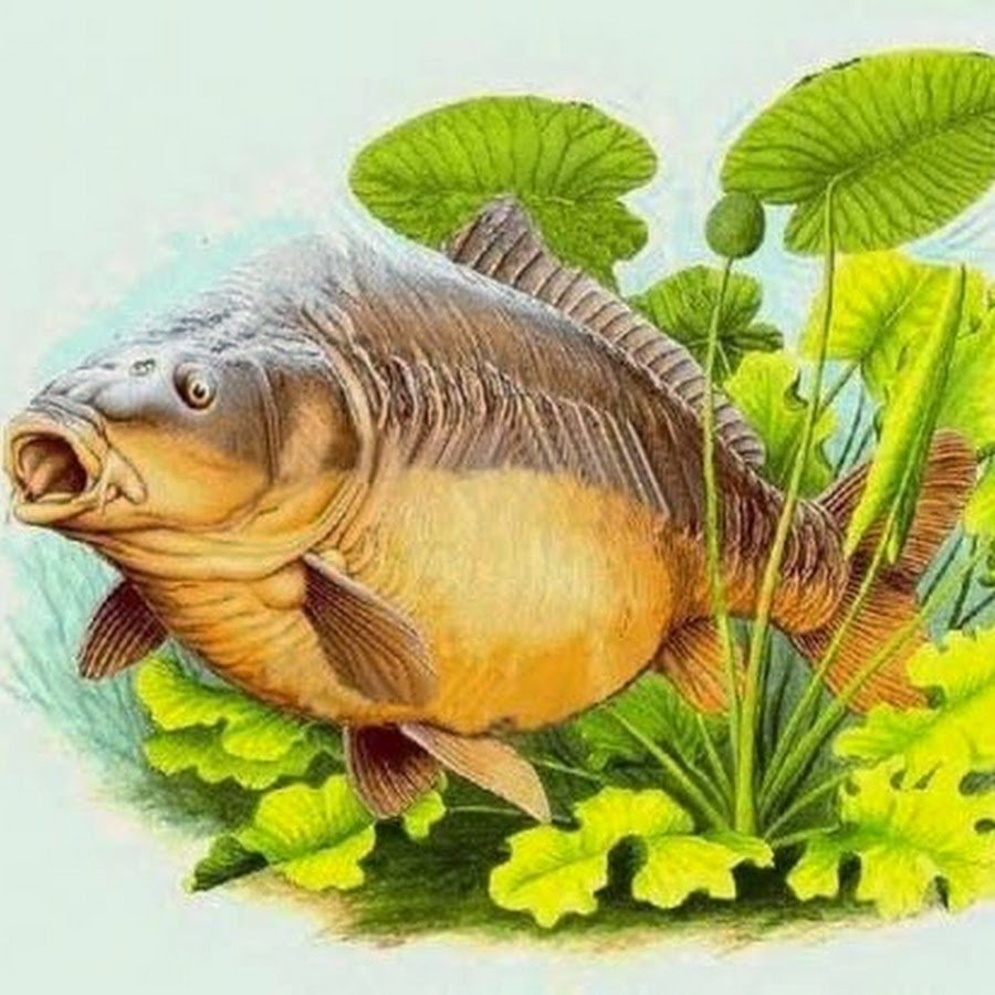 Сазан рисунок