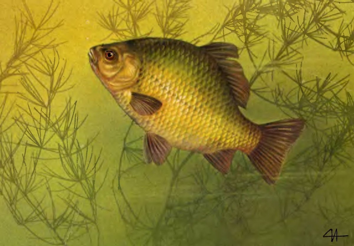 Рыба карась