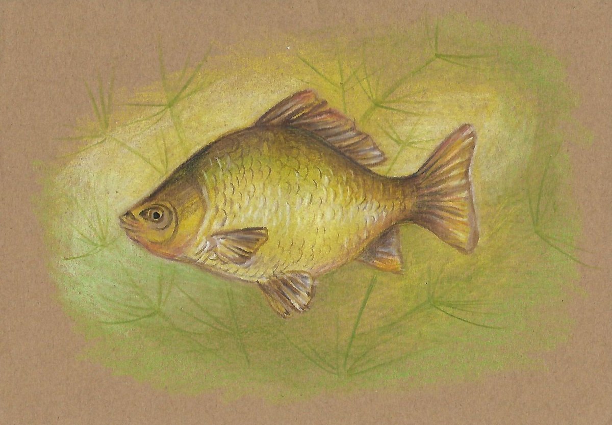 Карась рисунок