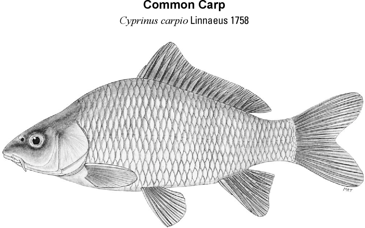 Cyprinus Carpio