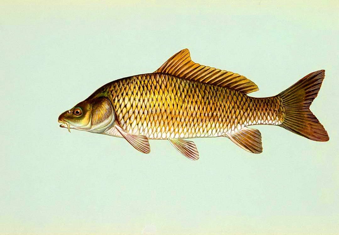 Сазан (Cyprinus Carpio)