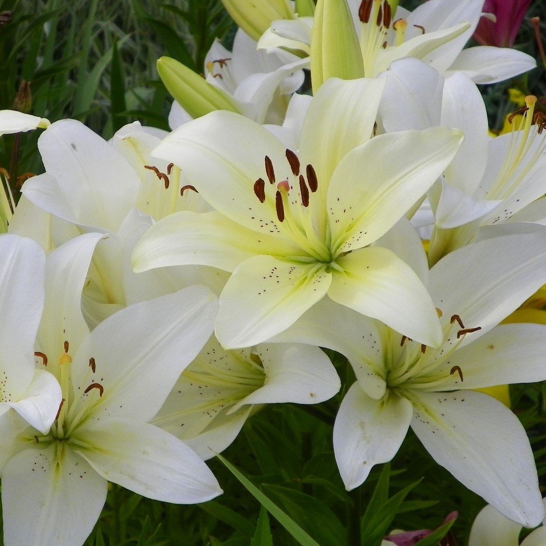 Лилия Савой