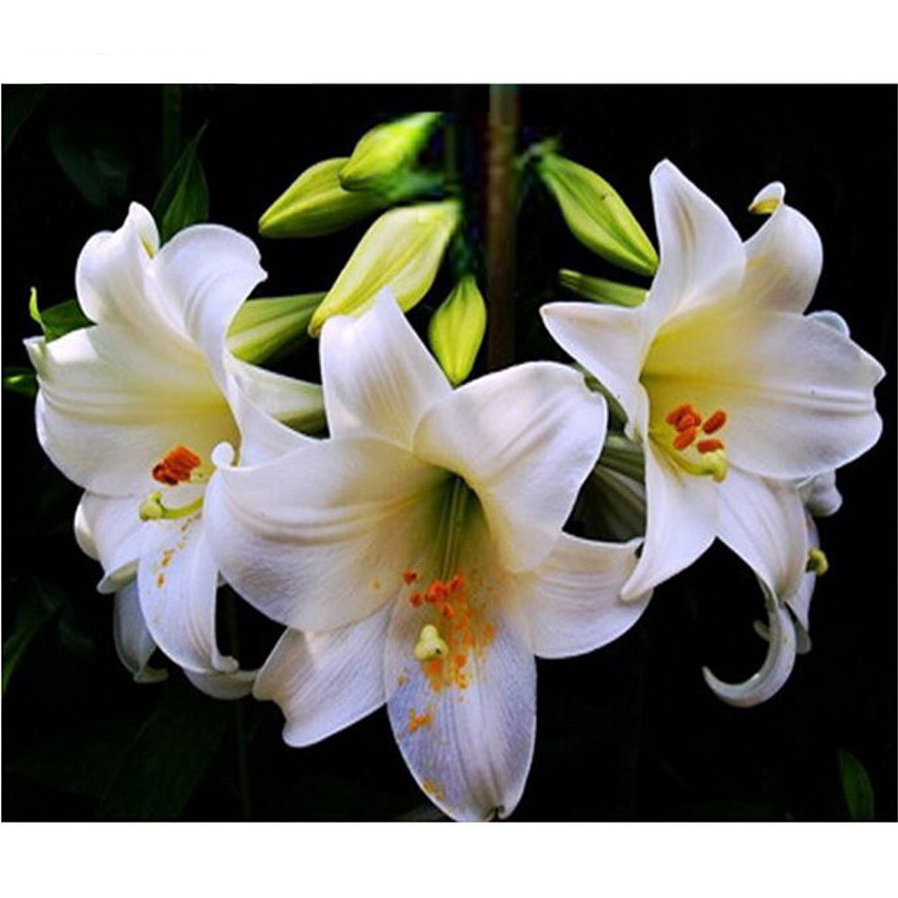 Гера белые лилии