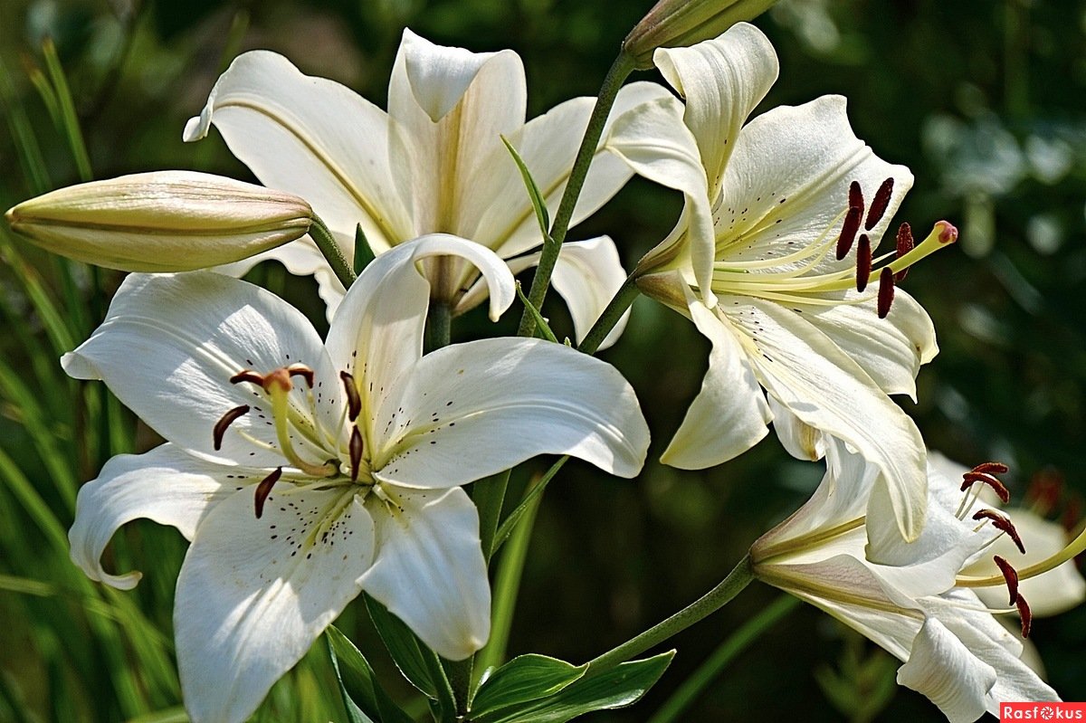 Лилия Касабланка