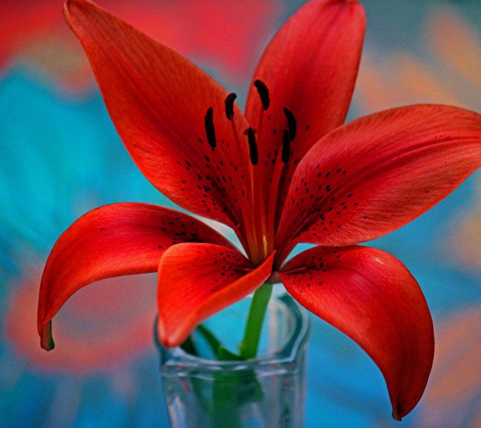 Картинки на рабочий стол цветы лилии