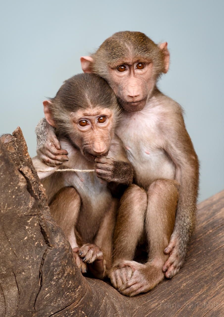 Две мартышки