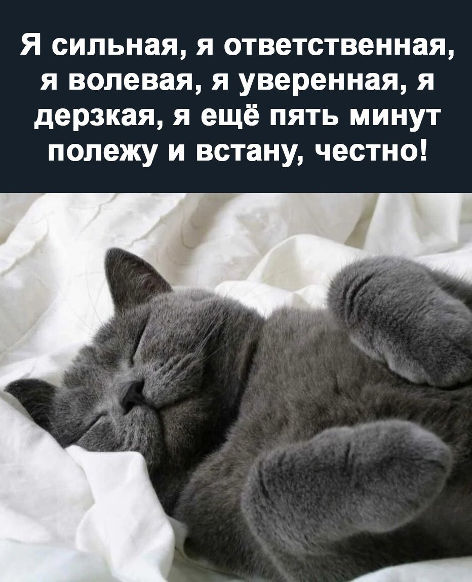 Открытки с днем любителей поспать