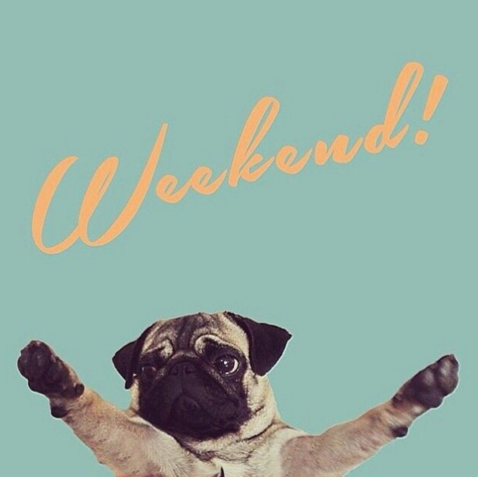 Мопс пятница