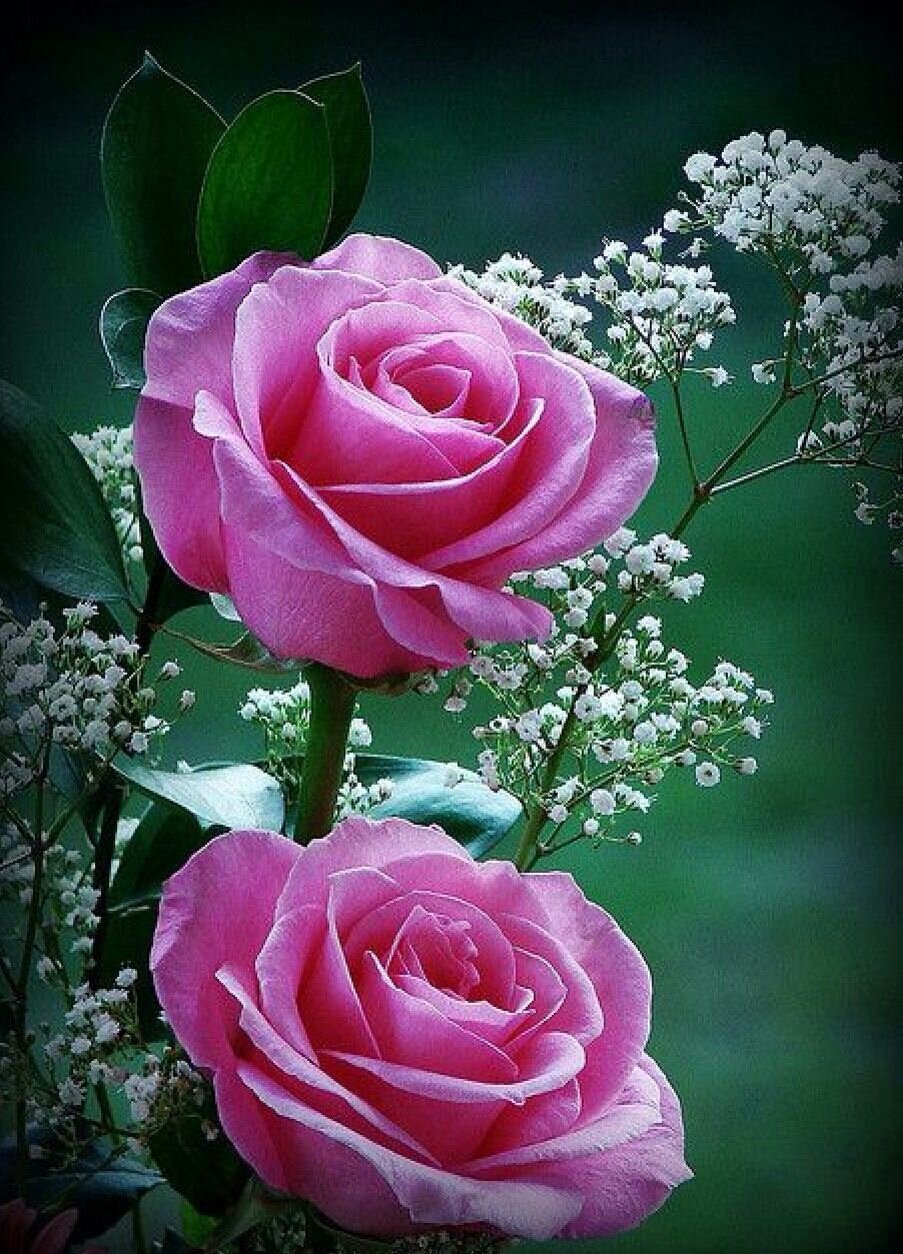 Сверкающие розы