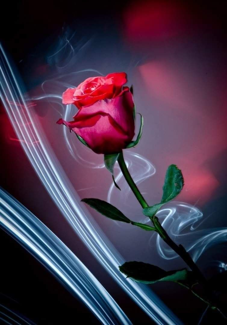 Один цветок красивый для телефона