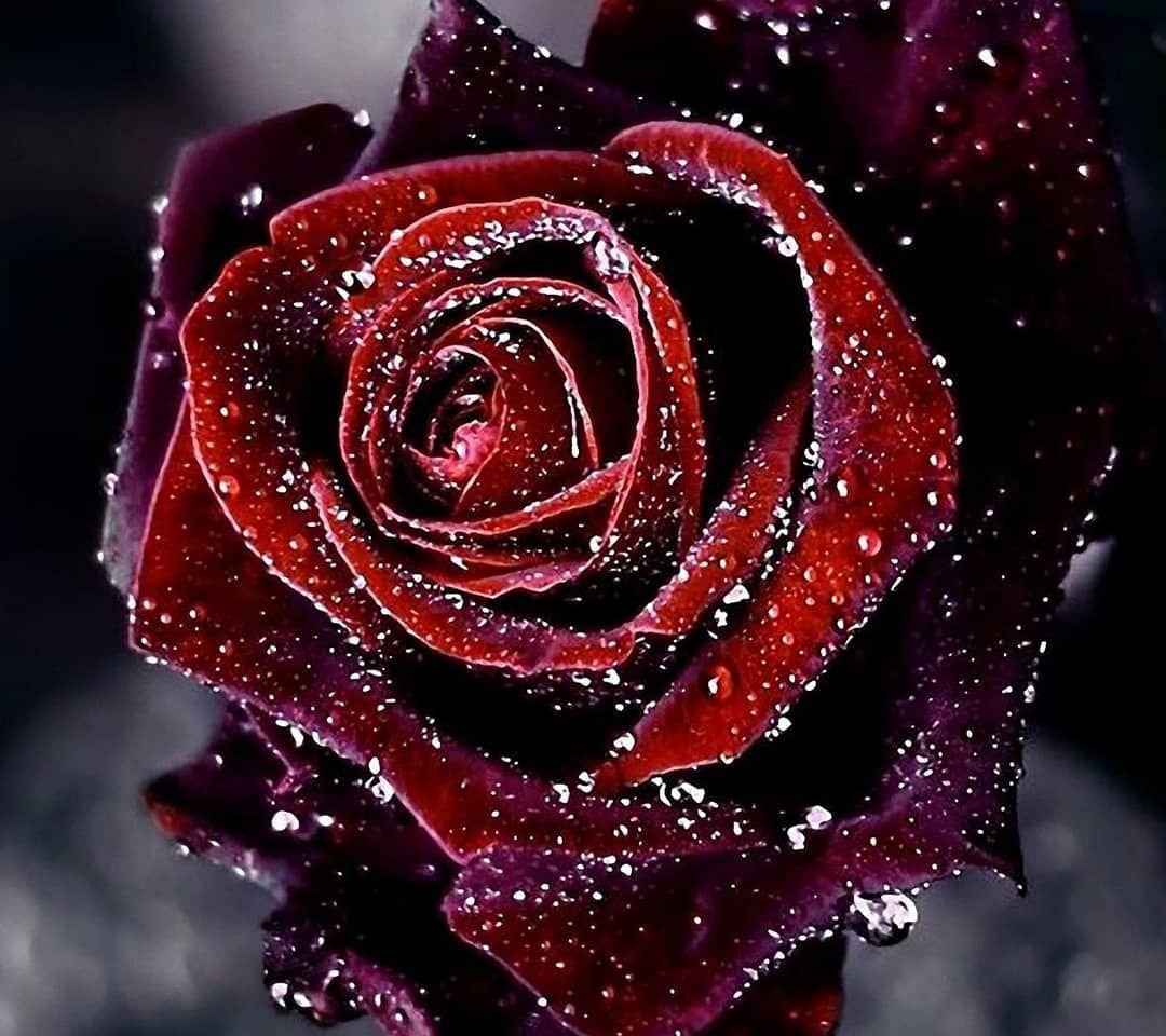 Крутые розы