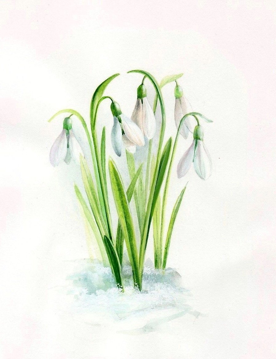 Первоцветы пролеска снег