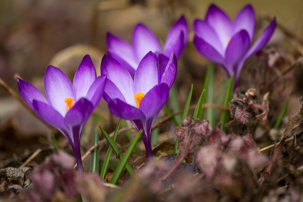Атрибуты весны