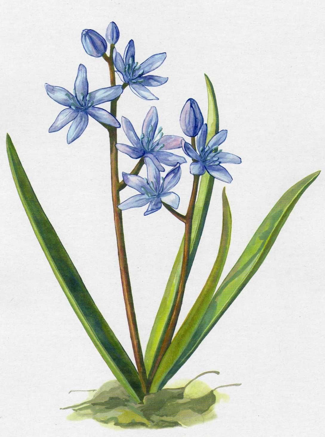 Примула первоцвет