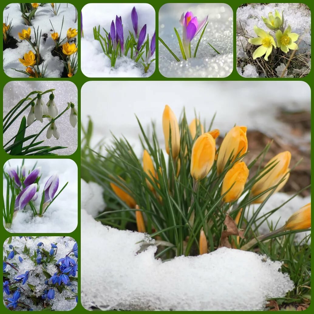 Первоцветы акварелью