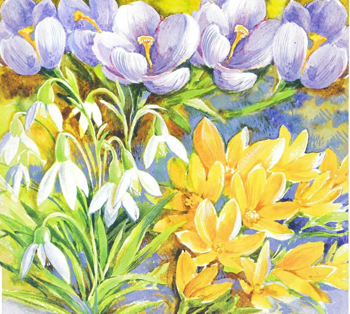 Цветы для первоцветы цветные