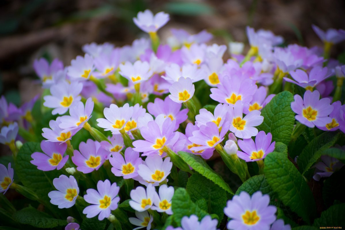 Пролеска колокольчатая Блу