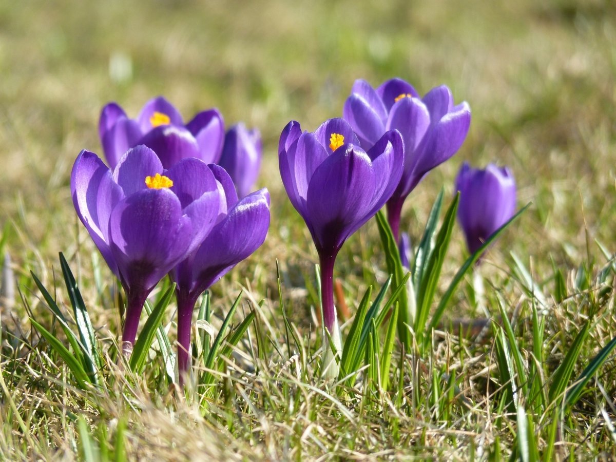 Первоцветы пролески